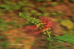 Calliandra calothyrsus